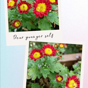 赤い花,鉢植え,小さな花,癒し…♡,かわいらしいの画像