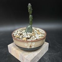 サボテン,多肉植物,観葉植物,塊根植物,コーデックスの画像