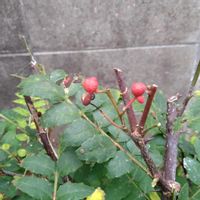 山椒,サンショウ,無農薬栽培,実りに感謝,SDGsの画像
