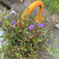 ヤナギバルイラソウの画像