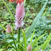 ノゲイトウ,サルビア・スプレンデンス,一年草,ヒユ科,今日のお花の画像