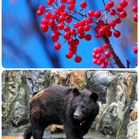 ナナカマド,花散歩,OLYMPUS,ミラーレス一眼,真っ赤な火曜日の画像