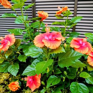 ハイビスカス,鉢植え,おうち園芸の画像