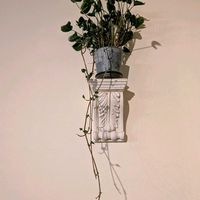 シンゴニウム,シンゴニウム　ゴジラ,シンゴニウム・シュリンクハート,観葉植物,熱帯植物の画像