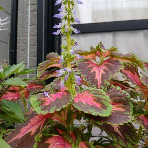 鉢植え,楽しみです,私の癒やし,植物のあるくらし,部屋の前の画像