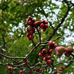 コブシ,樹木,落葉高木,集合果,雌性先熟の画像