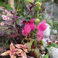 カレックス,カレックス,ケイトウ,ケイトウ,コリウスの画像