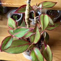 アグラオネマ,アグラオネマ,サトイモ科,観葉植物,ハイドロカルチャーの画像