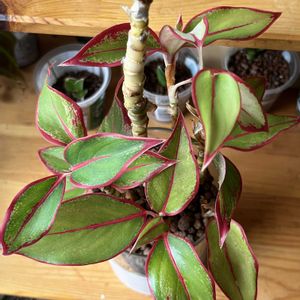 アグラオネマ,アグラオネマ,サトイモ科,観葉植物,ハイドロカルチャーの画像