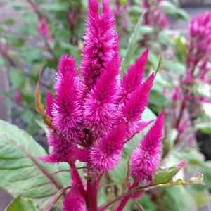 ケイトウ,ケイカンカ(鶏冠花),鉢植え,ガーデニング,鶏頭の画像