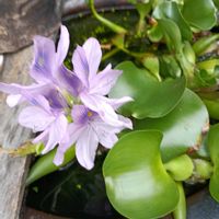 ホテイアオイの画像