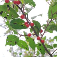 ウメモドキ,我が家の庭,真っ赤な実,秋の庭の画像