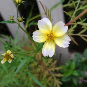 ウインターコスモス,ナデシコ,ローズマリー,寄せ植え,鉢植えの画像