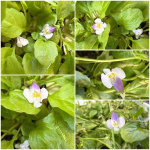 トキワハゼ,鉢植え,地植え,花のある暮らし,小さい花の画像