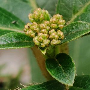 クレマチス,ビバーナム ティヌス,コキア(ホウキグサ),鉢植え,我が家の庭の画像