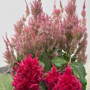 ケイトウ,寄せ植え,赤い花,鉢植え,ネコ好きの画像