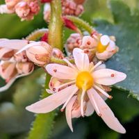 バーベナ,ブッドレア,紫陽花,大文字草,ギリアの画像