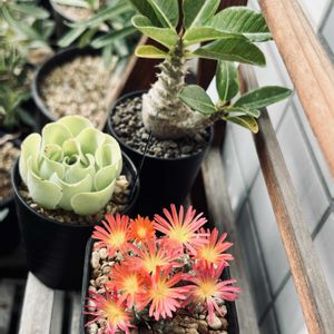パキポディウム・ウィンゾリー,コノフィツム エクティプム,アエオニウム オーレウム,多肉植物,鉢植えの画像