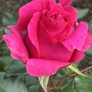 バラ,バラ,挿し木,癒し,ピンクの花の画像