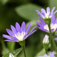 ミヤコワスレ,チーム・ブルー,チーム・ブルーNo.102,Juneの会,秘密の花園♡の画像