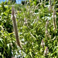 ケイトウ,ノゲイトウ,山野草,花のある暮らし,今日のお花の画像