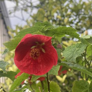 アブチロン 姫りんご,赤い花,鉢植え,開花,緑が好きの画像