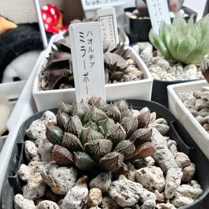 ハオルチア,ミラーボール,多肉植物,多肉ちゃん,成長記録の画像