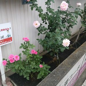 ミニバラ,薔薇の名前は、？,バラ、薔薇、ばら,イングリッシュ・ローズ,バラが咲いたよの画像