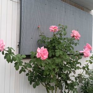 ミニバラ,薔薇の名前は、？,バラ、薔薇、ばら,イングリッシュ・ローズ,薔薇は癒やし♡の画像