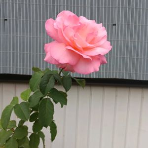ミニバラ,薔薇の名前は、？,バラ、薔薇、ばら,イングリッシュ・ローズ,薔薇は癒やし♡の画像