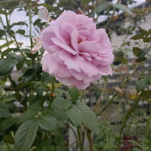 ミニバラ,薔薇の名前は、？,バラ、薔薇、ばら,イングリッシュ・ローズ,薔薇は癒やし♡の画像