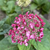 アナベル,ピンクのアナベル,鉢植え,裏庭,紫陽花 アジサイ あじさいの画像