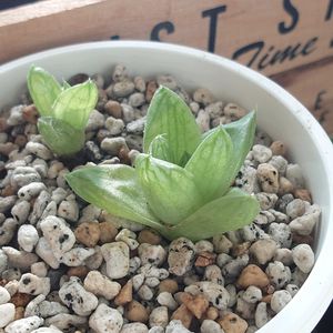 ハオルチア,多肉植物,多肉ちゃん,成長記録,植物だいすきの画像
