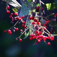 ガマズミ,クコ,センニンソウ,クコのお花,クコの実。の画像