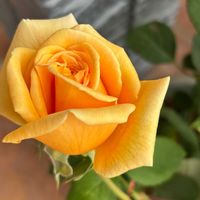 薔薇,薔薇 ダフネ,ツワブキ(石蕗),山茶花(さざんか）の画像