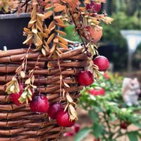 クランベリー,赤い実,実のなる植物,花のある暮らし,植物のある暮らしの画像