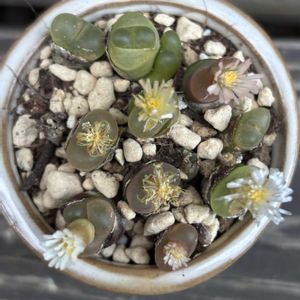 多肉植物,プクプク,コノフィツム属,成長,記録の画像