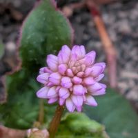 ヒメツルソバ,ラベンダー,ラベンダーの画像