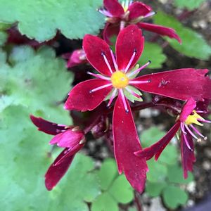 今日も1日お疲れ様でーす❣️,鉢植え,軒下,小さな庭,庭の画像