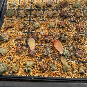 天使,多肉植物,葉挿し,エケベリア属,ハート型の画像