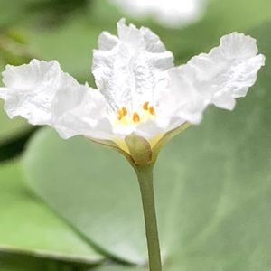 ヒメチドリ,ヒメチドリ,ハナガガブタ,ハナガガブタ,開花の画像