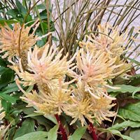 アンゲロニア,皇帝ダリア,ﾋﾏﾜﾘ,ﾔﾏﾎﾞｳｼ,ｹｲﾄｳの画像