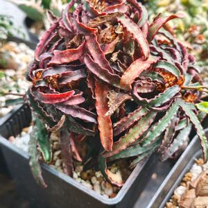 ユーフォルビア フランコイシー,植物棚の画像
