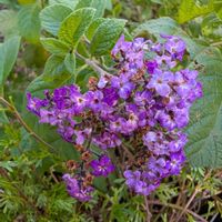 ヘリオトロープ,ガーデニング,花のある暮らし,おうち園芸,小さな庭の画像