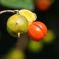ツルウメモドキ,樹木の画像
