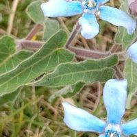 ブルースター,大好きな花,シルエット❤︎,蒼の世界,風の中の画像