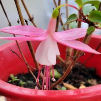 ジニア,フクシア,フクシア プーニー,花のある暮らし,北海道の画像