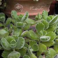 熊童子,多肉植物,植物が好き,多肉植物好きの画像