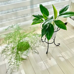 観葉植物,リビングの画像
