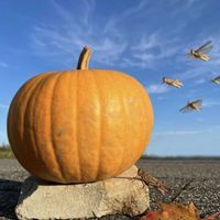 かぼちゃ,カボチャ,ハロウィンかぼちゃ,ハッピーハロウィン,素敵な出会いに感謝の画像